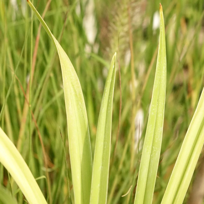 Hemerocallis Flight of The Dragon - Taglilie (Foliage)