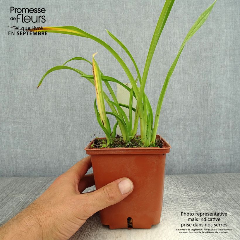 Example of Hemerocallis Fooled Me - Taglilie Topf mit 1L/1,5L as you get in ete