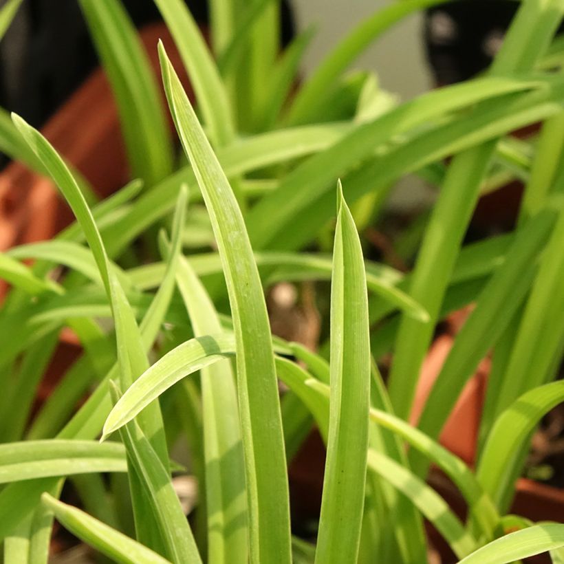 Hemerocallis Fooled Me - Taglilie (Foliage)