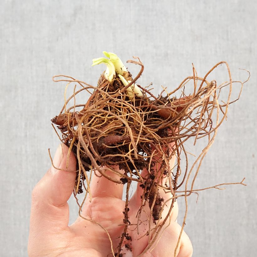 Exemplar von Hemerocallis Fooled Me - Taglilie Wurzelnackt wie im Winter geliefert