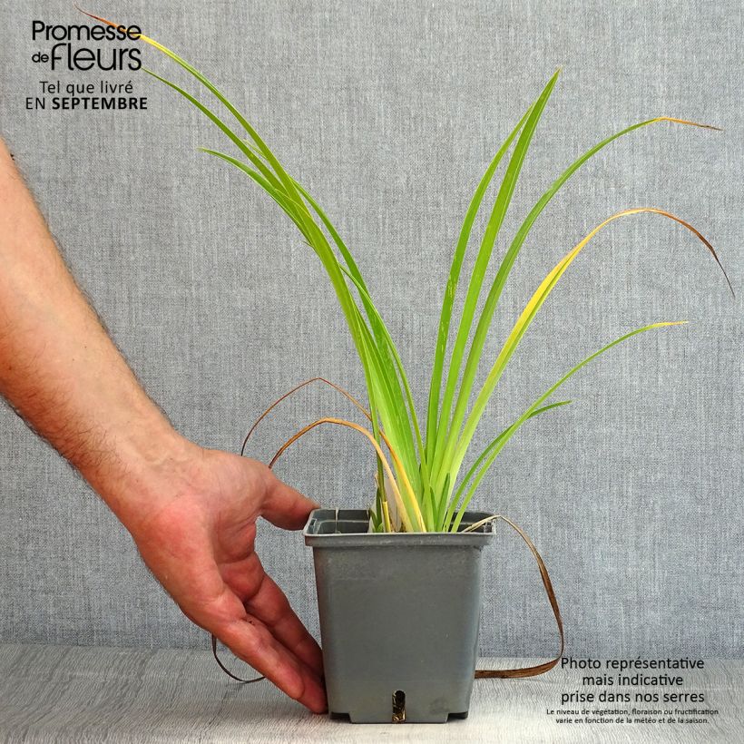Example of Hemerocallis Forty second Street - Taglilie Topf mit 1L/1,5L as you get in ete