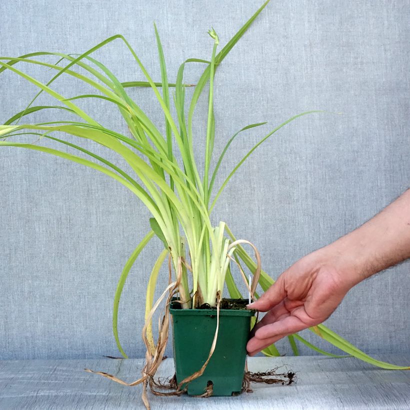Exemplar von Hemerocallis Frans Hals - Taglilie Topf mit 1L/1,5L wie im Sommer geliefert