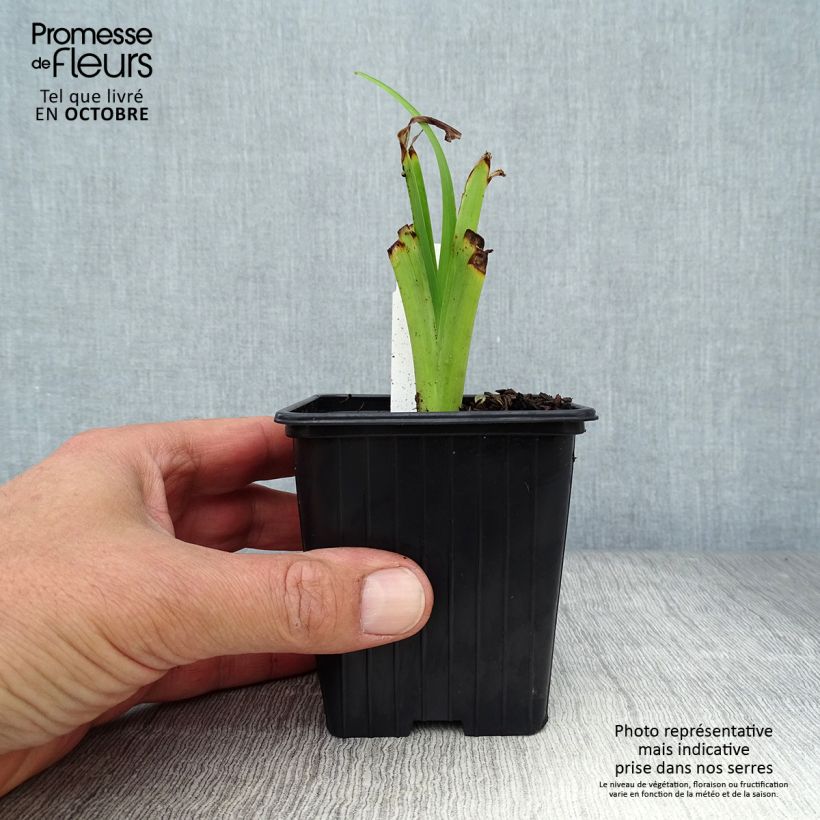 Example of Hemerocallis fulva Flore Pleno - Taglilie Kleine Töpfe von 8/9 cm as you get in automne