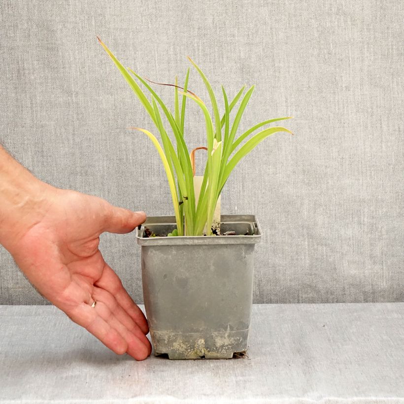 Example of Hemerocallis Graces of Ganymede - Taglilie Topf mit 1L/1,5L as you get in ete