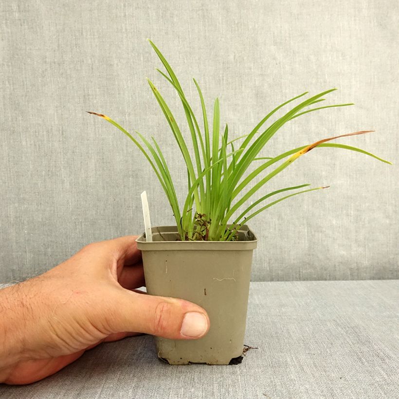 Exemplar von Hemerocallis Grape Velvet - Taglilie Kleine Töpfe von 8/9 cm wie im Sommer geliefert