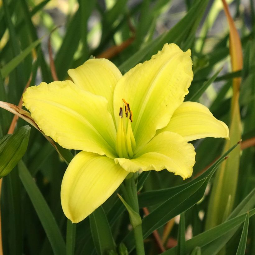 Hemerocallis Green Flutter - Taglilie (Flowering)