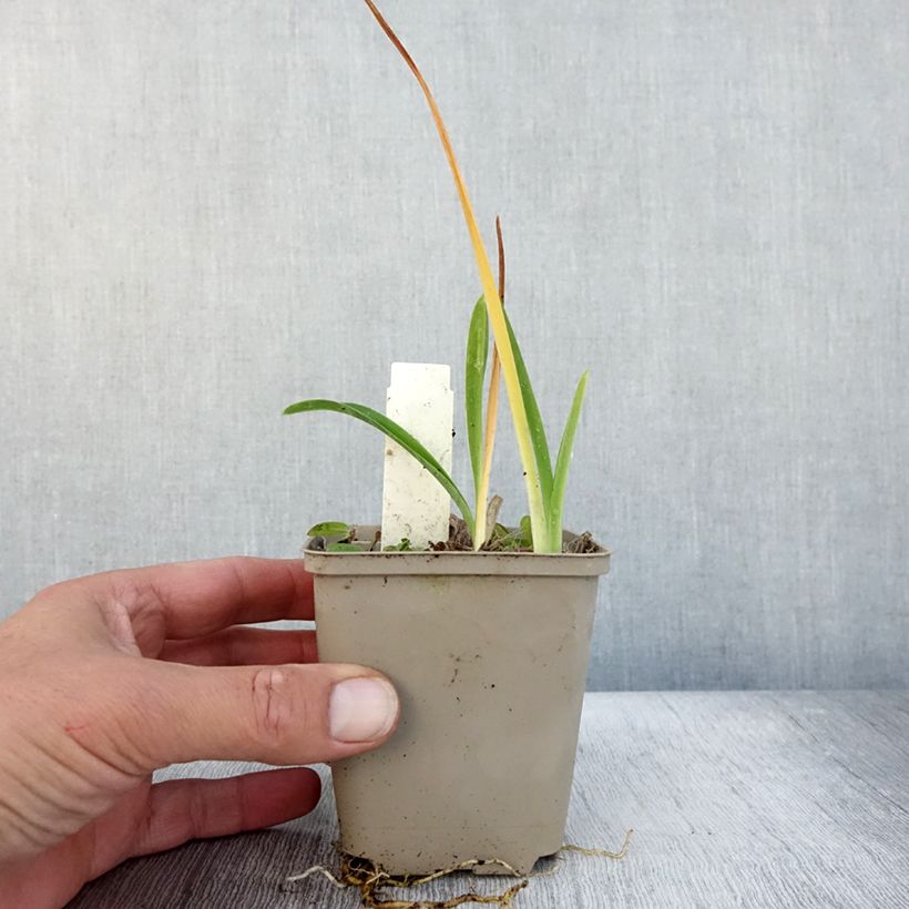 Example of Hemerocallis Green Flutter - Taglilie Kleine Töpfe von 8/9 cm as you get in automne