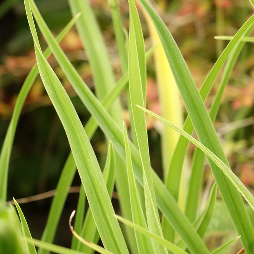 Hemerocallis Green Flutter - Taglilie (Foliage)