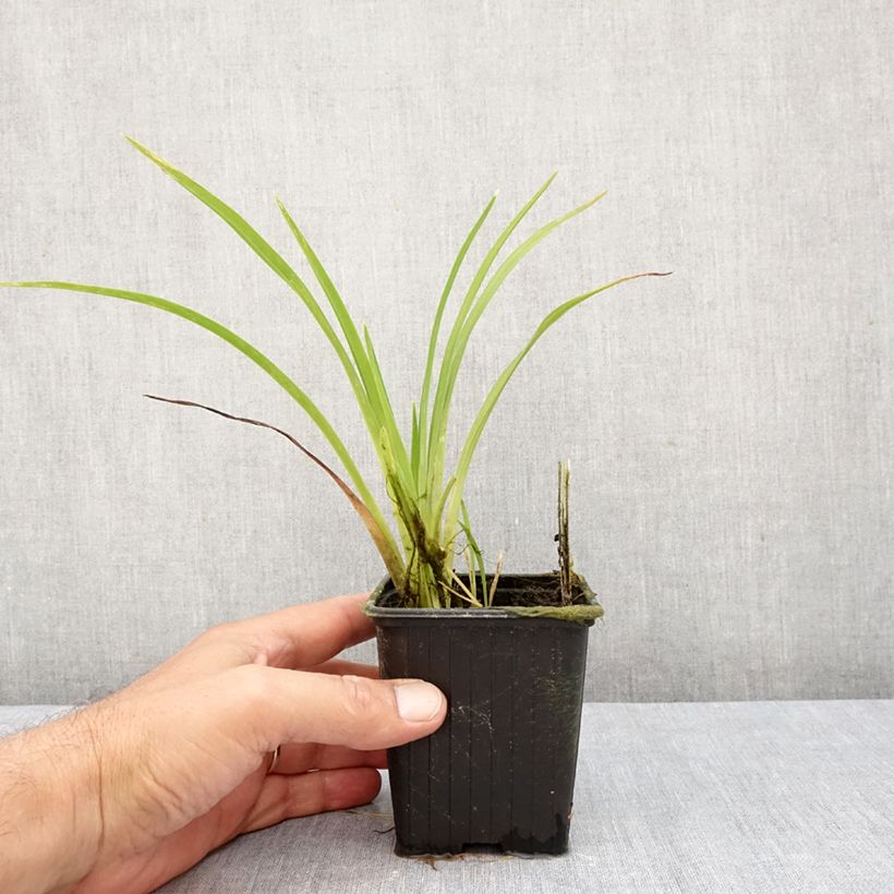 Exemplar von Hemerocallis Hot Wheels - Taglilie Kleine Töpfe von 8/9 cm wie im Herbst geliefert