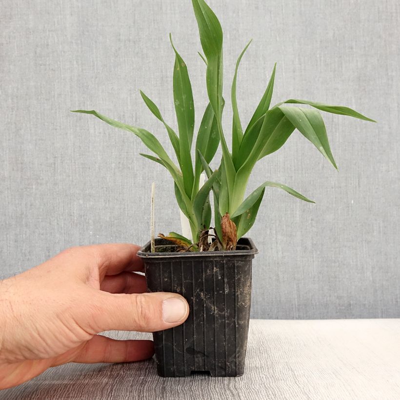 Exemplar von Hemerocallis Hot Wheels - Taglilie Kleine Töpfe von 8/9 cm wie im Frühjahr geliefert