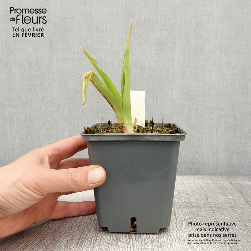 Example of Hemerocallis In Excess - Taglilie Topf mit 1L/1,5L as you get in hiver