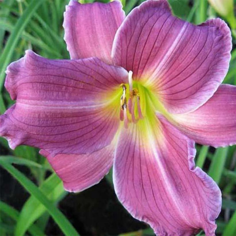 Hemerocallis Indian Giver - Taglilie (Flowering)