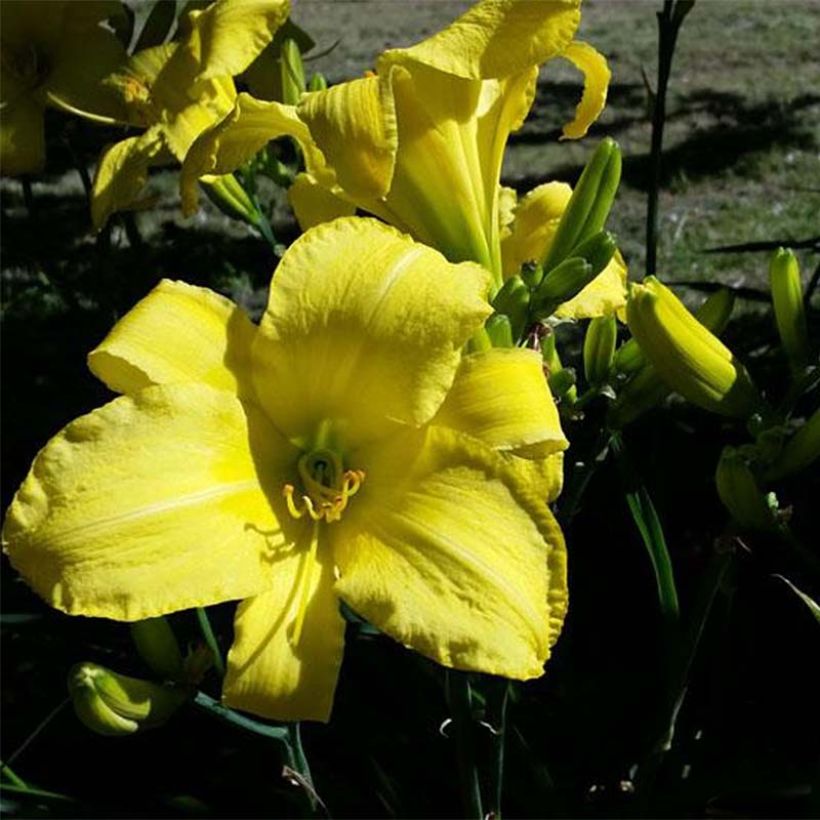 Hemerocallis Jannick's Choice - Taglilie (Flowering)