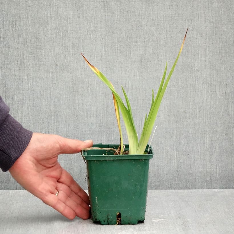 Exemplar von Hemerocallis Jason Salter - Taglilie Topf mit 1L/1,5L wie im Herbst geliefert