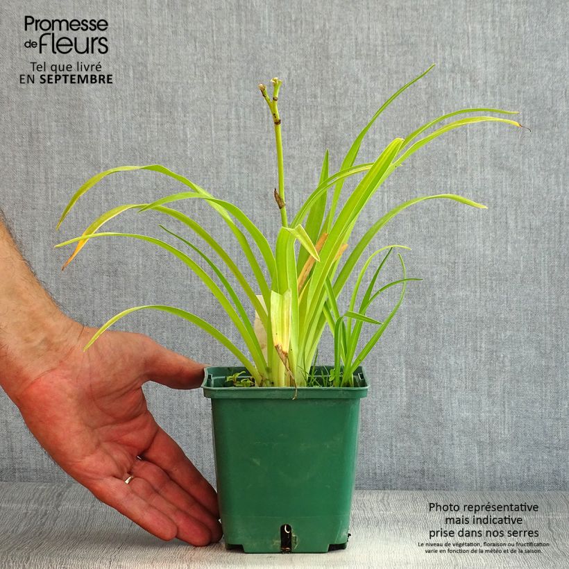 Example of Hemerocallis Jason Salter - Taglilie Topf mit 1L/1,5L as you get in ete