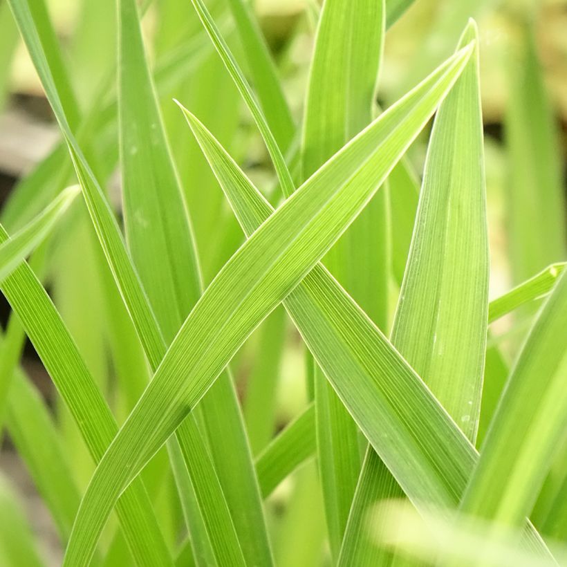 Hemerocallis Joan Senior - Taglilie (Foliage)