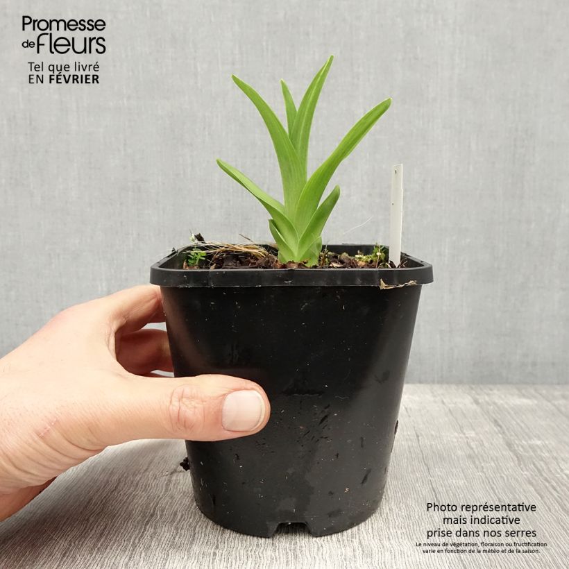 Exemplar von Hemerocallis Lacy Doily - Taglilie Topf mit 1L/1,5L wie im Winter geliefert