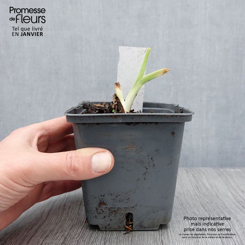 Example of Hemerocallis Land of Cotton - Taglilie Topf mit 1L/1,5L as you get in hiver