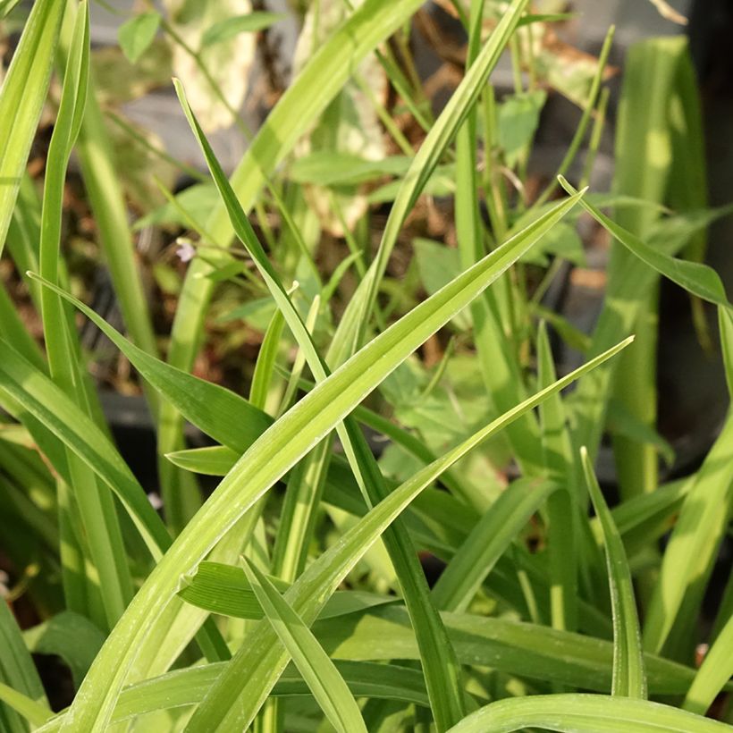 Hemerocallis Land of Cotton - Taglilie (Foliage)