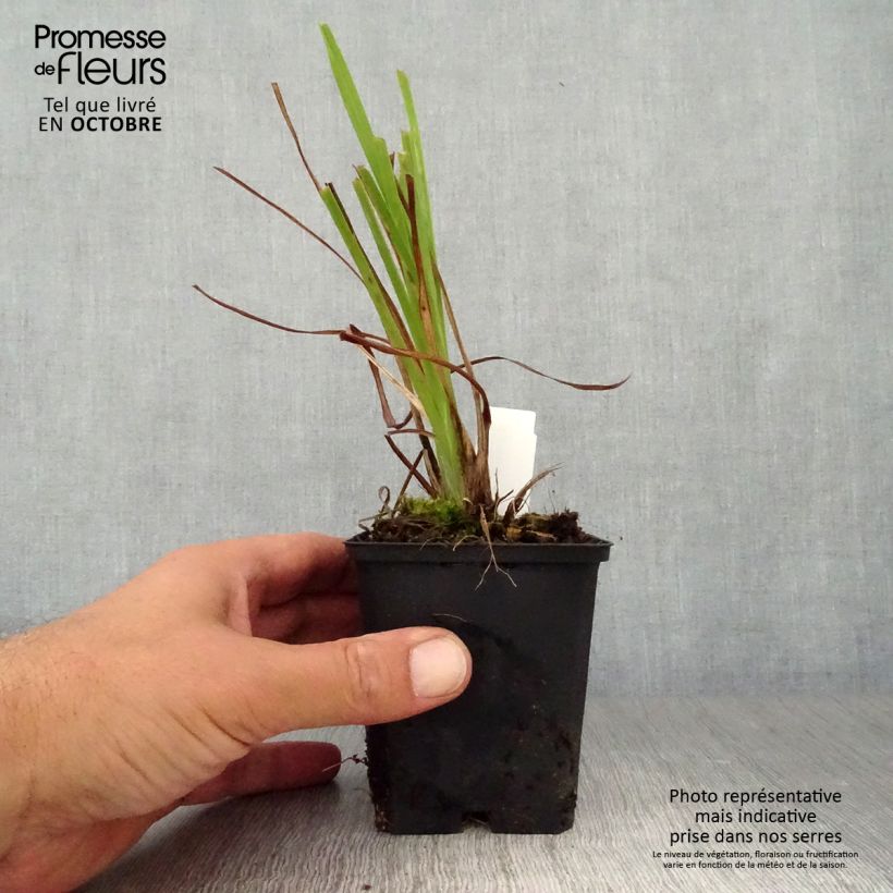 Example of Hemerocallis lilioasphodelus - Taglilie Kleine Töpfe von 8/9 cm as you get in automne