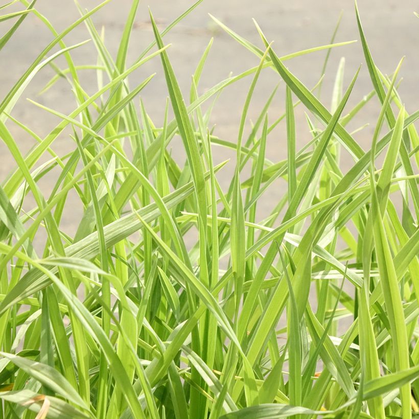 Hemerocallis lilioasphodelus - Taglilie (Foliage)
