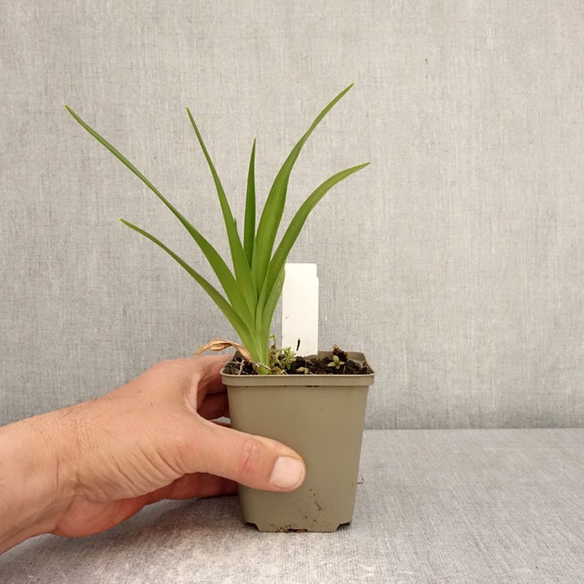 Exemplar von Hemerocallis Lucretius - Taglilie Kleine Töpfe von 8/9 cm wie im Frühjahr geliefert