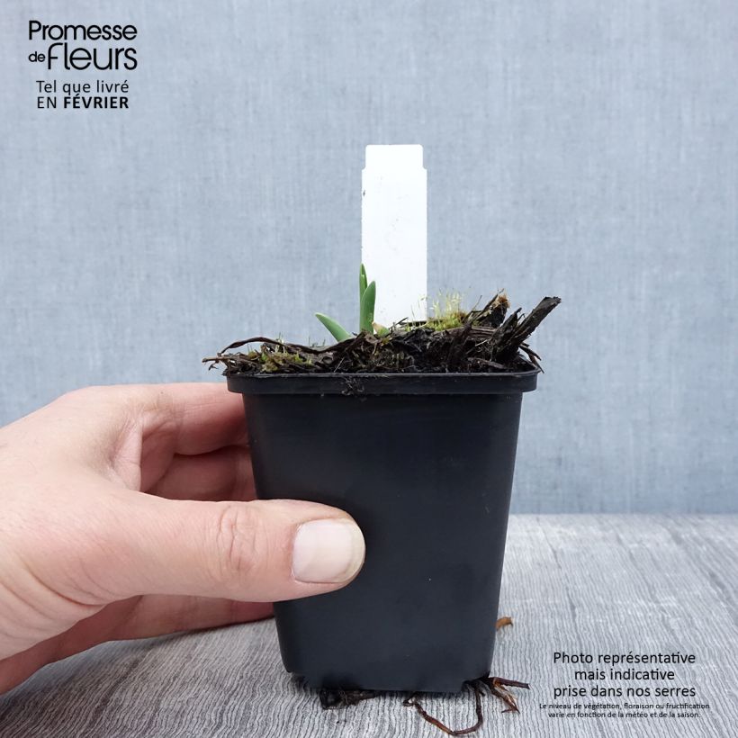 Exemplar von Hemerocallis Lullaby Baby - Taglilie Kleine Töpfe von 8/9 cm wie im Winter geliefert