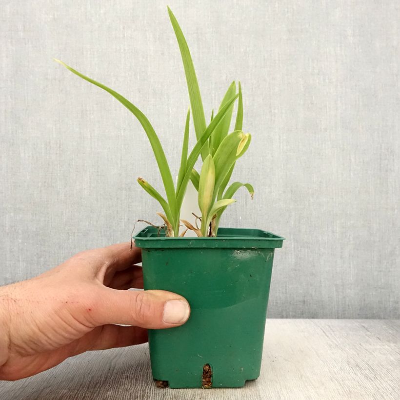 Exemplar von Hemerocallis Luxury Lace - Taglilie Topf mit 1L/1,5L wie im Frühjahr geliefert