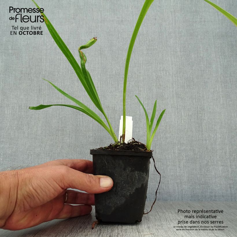 Example of Hemerocallis Margaret Perry - Taglilie Kleine Töpfe von 8/9 cm as you get in automne