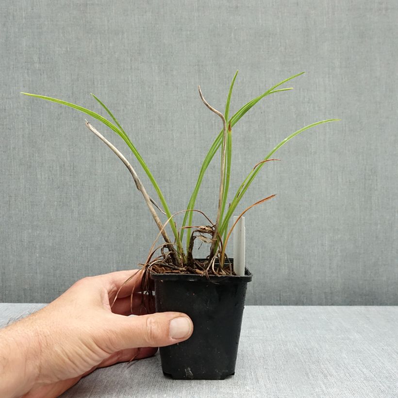 Exemplar von Hemerocallis Mauna Loa - Taglilie Kleine Töpfe von 8/9 cm wie im Herbst geliefert