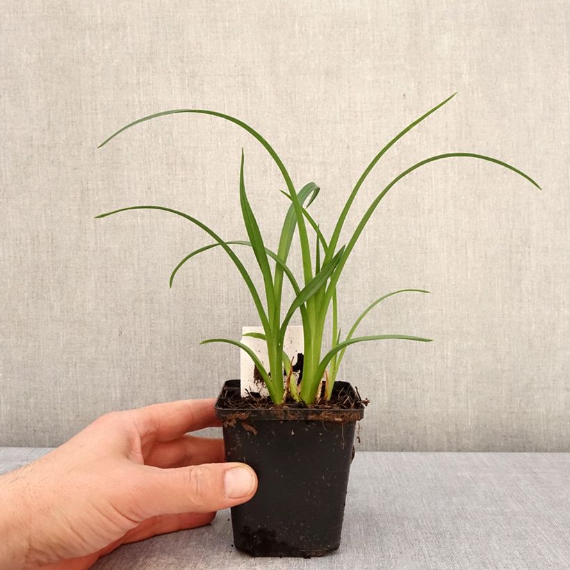 Exemplar von Hemerocallis Mauna Loa - Taglilie Kleine Töpfe von 8/9 cm wie im Frühjahr geliefert