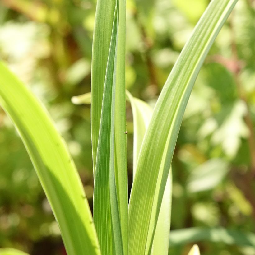Hemerocallis Mauna Loa - Taglilie (Foliage)