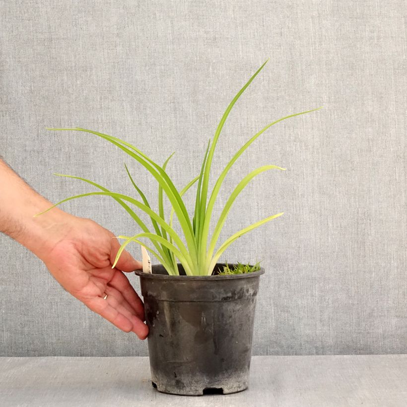 Example of Hemerocallis Mauna Loa - Taglilie Topf mit 2L/3L as you get in ete