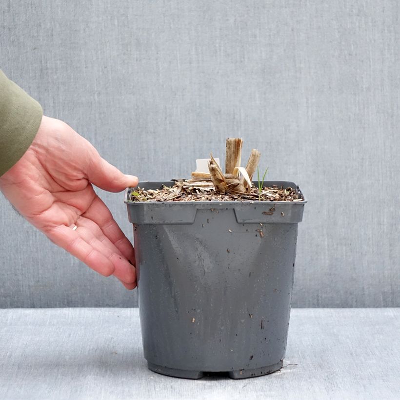 Exemplar von Hemerocallis Mauna Loa - Taglilie Topf mit 2L/3L wie im Winter geliefert