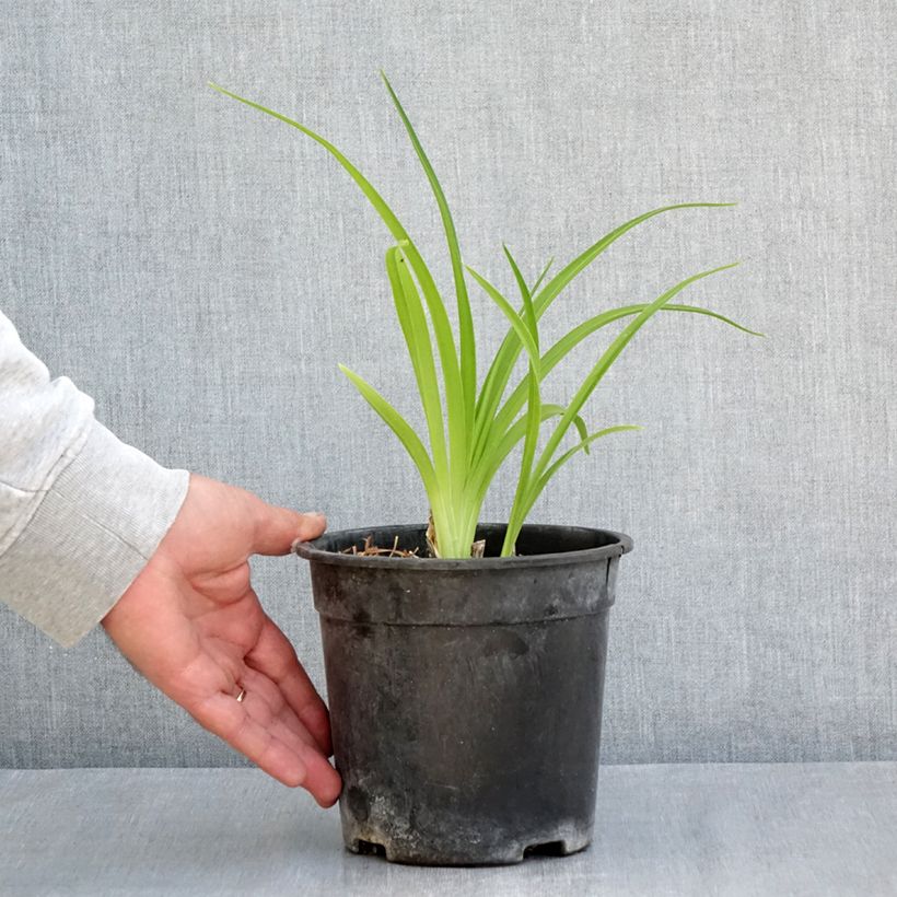 Exemplar von Hemerocallis Mauna Loa - Taglilie Topf mit 2L/3L wie im Frühjahr geliefert