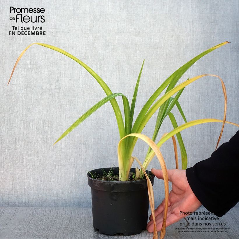 Example of Hemerocallis Mildred Mitchell - Taglilie Topf mit 2L/3L as you get in automne