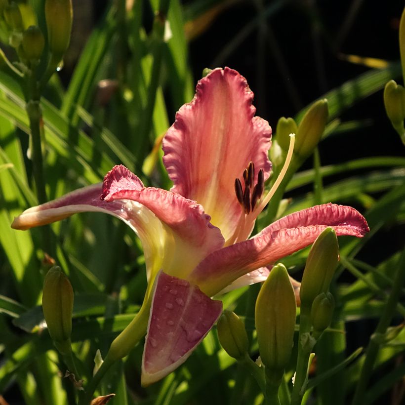 Hemerocallis Mildred Mitchell - Taglilie (Flowering)