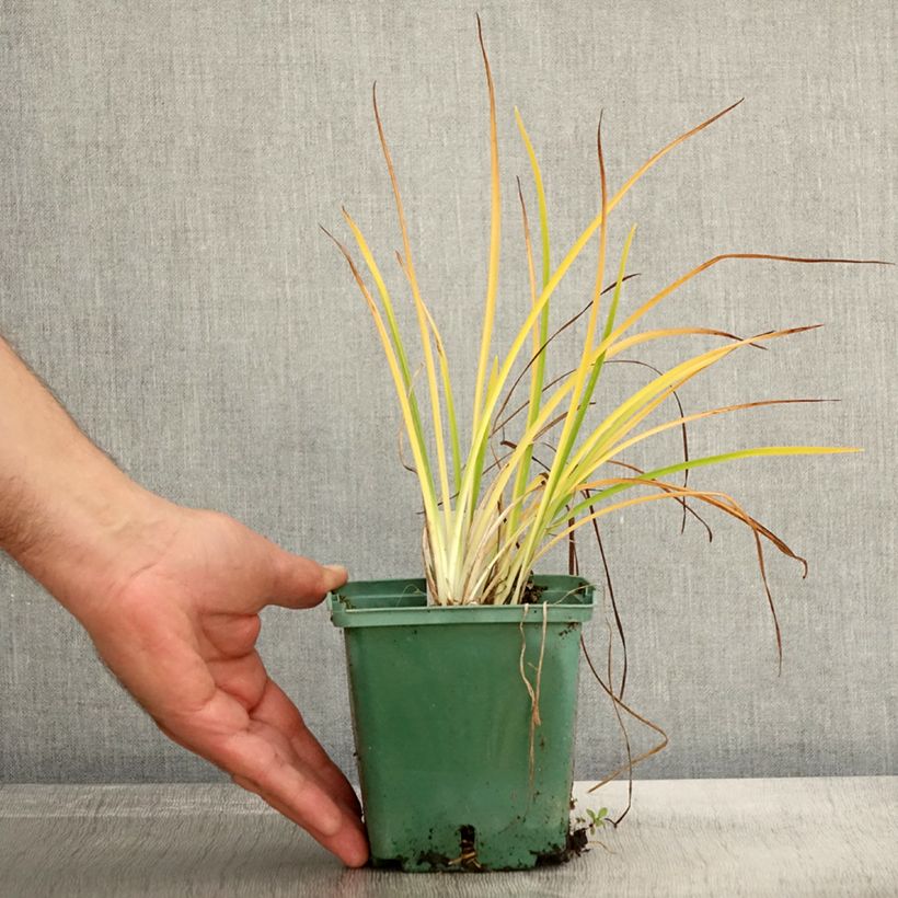 Example of Hemerocallis Mini stella - Taglilie Topf mit 1L/1,5L as you get in automne