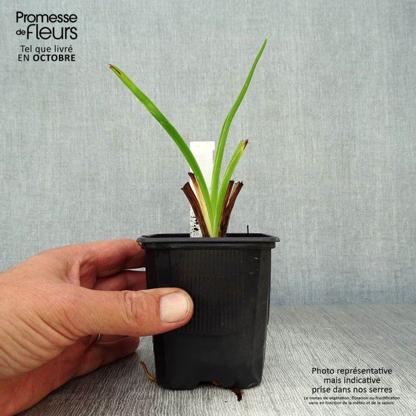 Example of Hemerocallis Moonlight Masquerade - Taglilie Kleine Töpfe von 8/9 cm as you get in automne