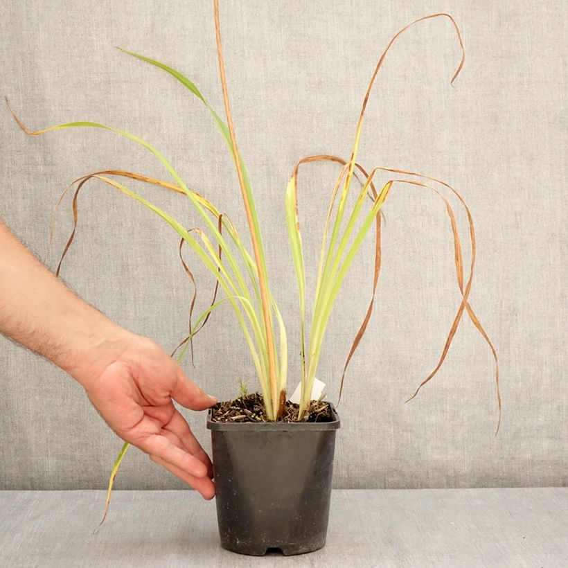 Example of Hemerocallis Moonlight Masquerade - Taglilie Topf mit 1,5L/2L as you get in ete