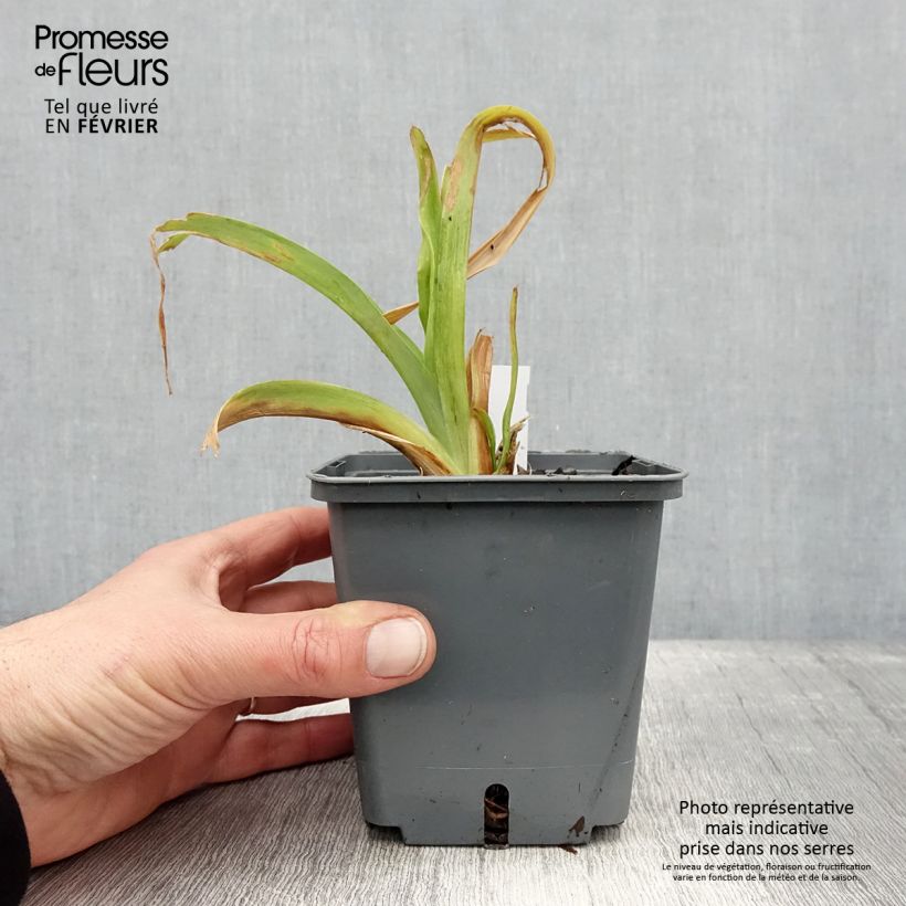 Example of Hemerocallis Nagasaki - Taglilie Topf mit 1L/1,5L as you get in hiver
