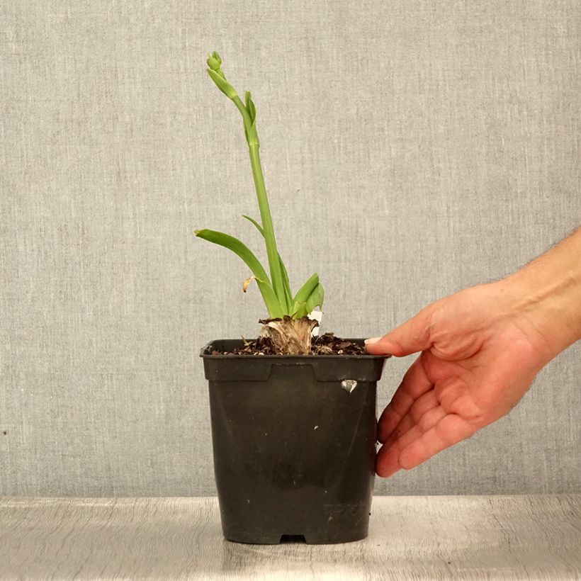 Example of Hemerocallis Nature's Crown - Taglilie Topf mit 1L/1,5L as you get in ete