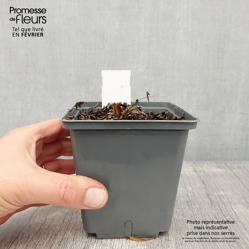 Exemplar von Hemerocallis Nature's Crown - Taglilie Topf mit 1L/1,5L wie im Winter geliefert