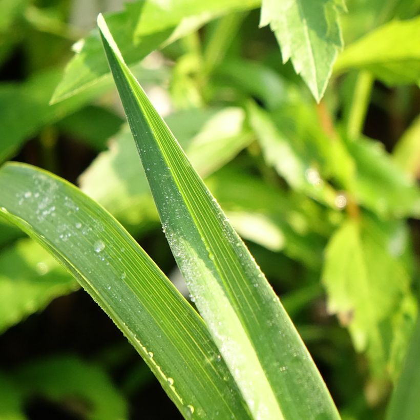 Hemerocallis Nature's Crown - Taglilie (Foliage)