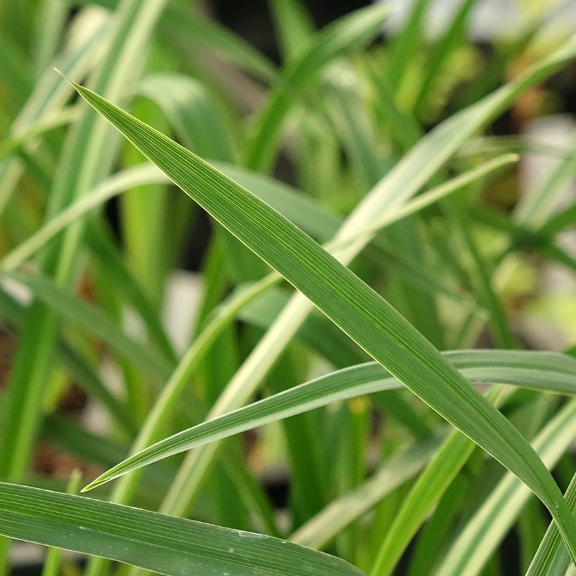 Hemerocallis Night Embers - Taglilie (Foliage)