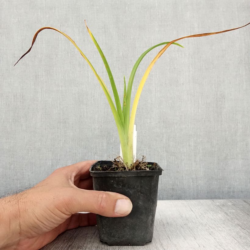 Example of Hemerocallis Olive Bailey Langdon - Taglilie Kleine Töpfe von 8/9 cm as you get in automne