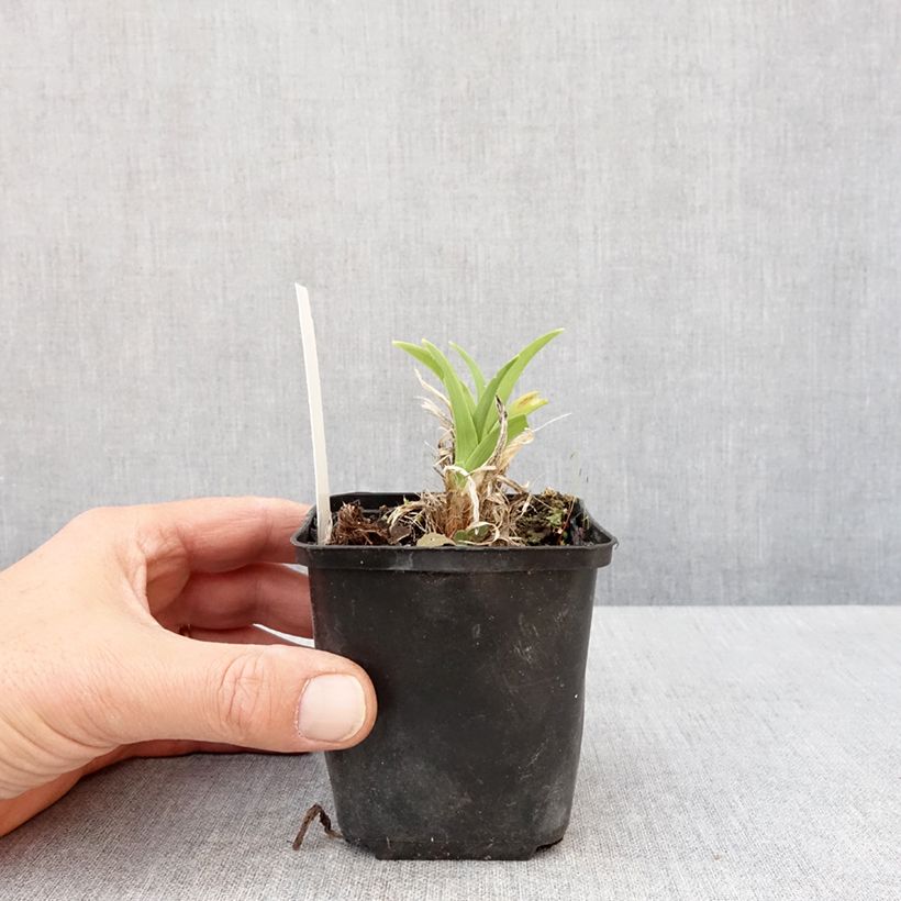 Exemplar von Hemerocallis Olive Bailey Langdon - Taglilie Kleine Töpfe von 8/9 cm wie im Frühjahr geliefert