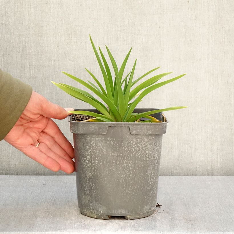 Exemplar von Hemerocallis On and On - Taglilie Topf mit 2L/3L wie im Frühjahr geliefert
