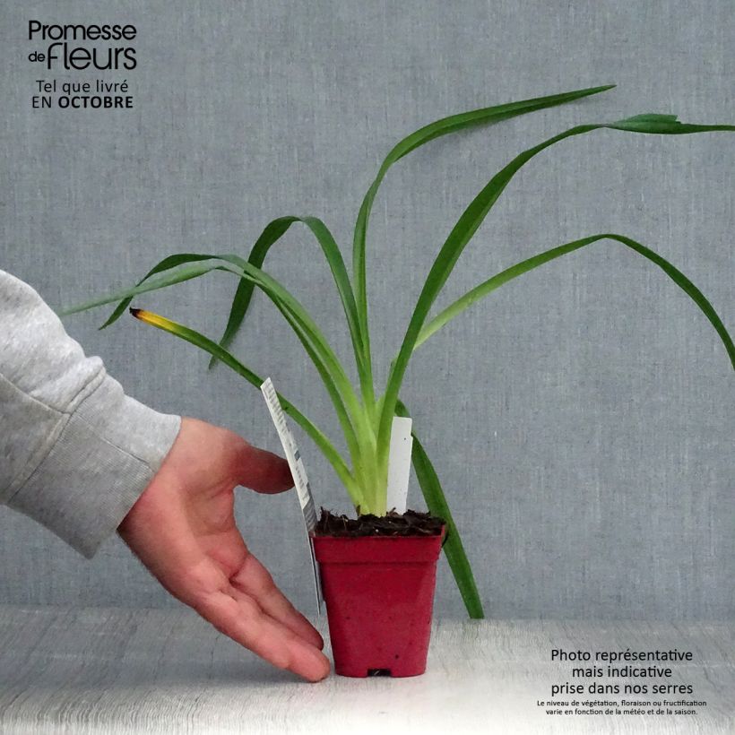 Example of Hemerocallis Orange Prelude - Taglilie Kleine Töpfe von 8/9 cm as you get in automne