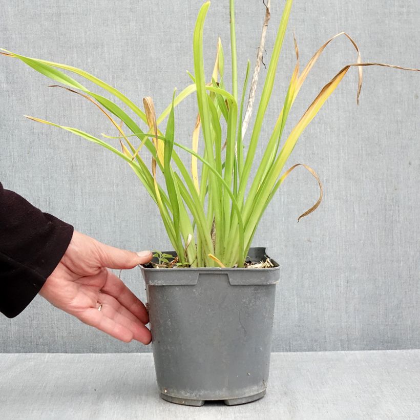 Exemplar von Hemerocallis Gentle Shepherd - Taglilie Topf mit 2L/3L wie im Herbst geliefert